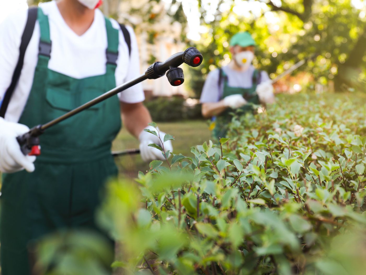 Reasons to Get Professional Pest Control All Year Round