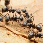 Here’s what you need to know about black garden ants