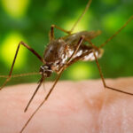 Chemical Control of Mosquitoes and Their Environmental Impacts.