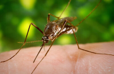 Chemical Control of Mosquitoes and Their Environmental Impacts.